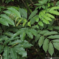 Aphanamixis polystachya (Wall.) R.Parker